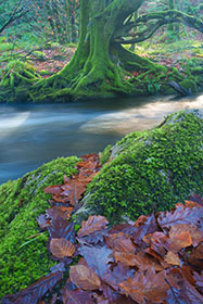 Golitha-Falls-Cornwall