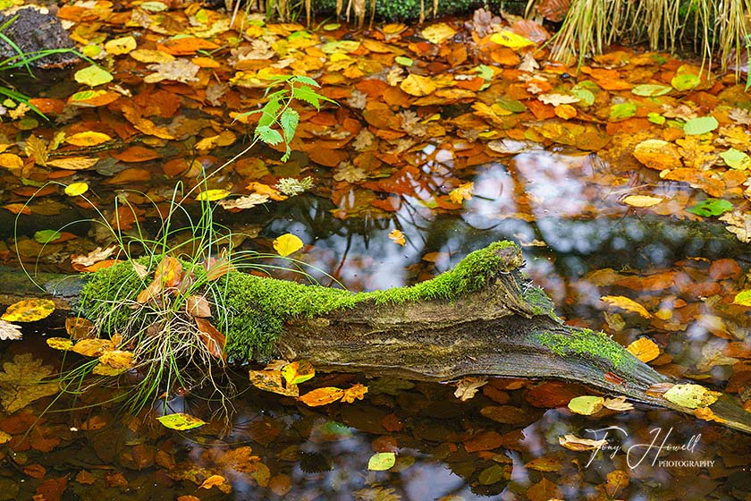 Golitha Falls, Log, Leaves