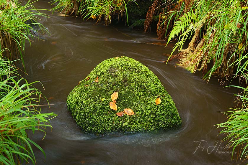 Golitha Falls, Mossy Boulder