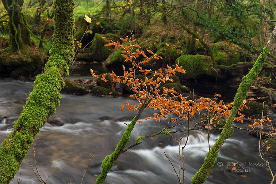 Golitha Falls