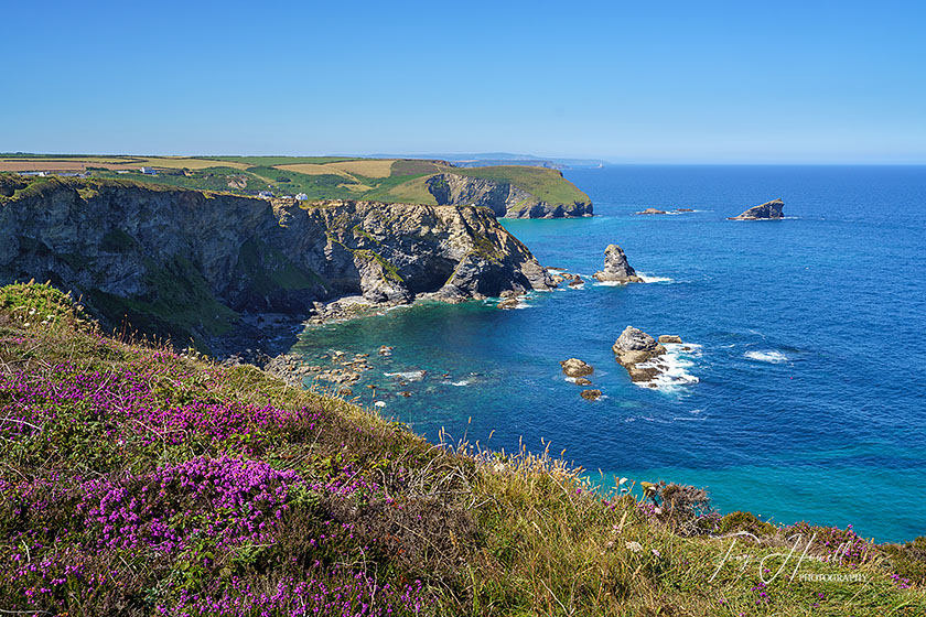 Gooden Heane Rock, Heather, Portreath