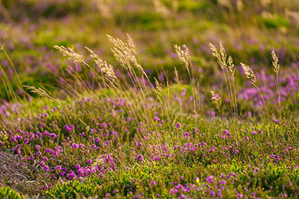 Grasses-Wheal-Coates-Cornwall
