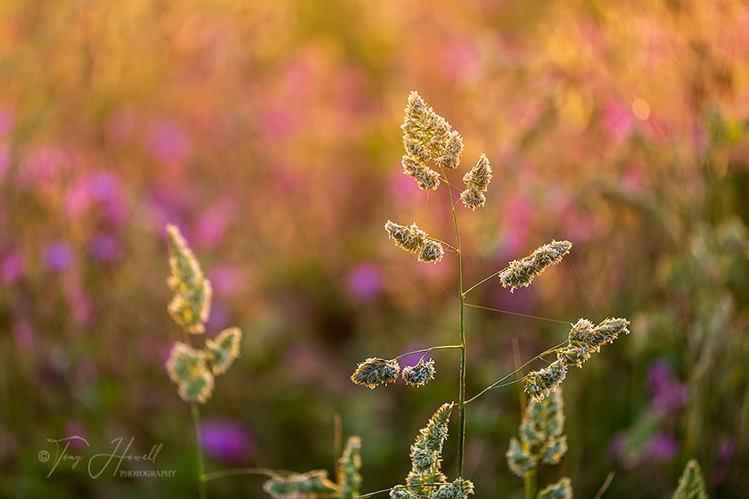 Grasses, Wheal Coates
