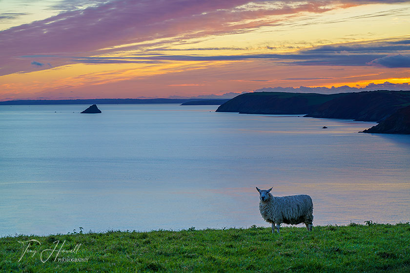 Gull Rock, Sunset, The Roseland