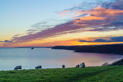Sheep-Sunset-Roseland-Cornwall