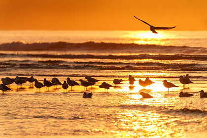 Gulls-Sunset-Gwithian-Cornwall