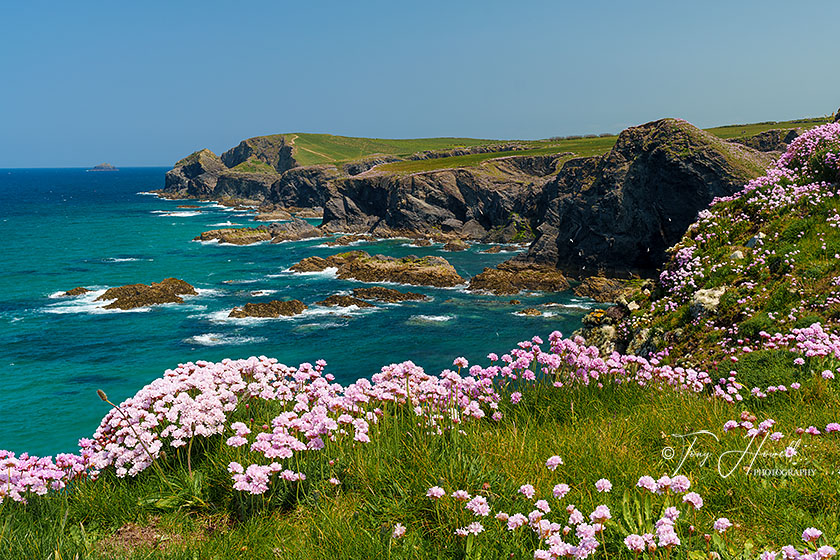 Gunver Head, Trevone, Sea Pinks