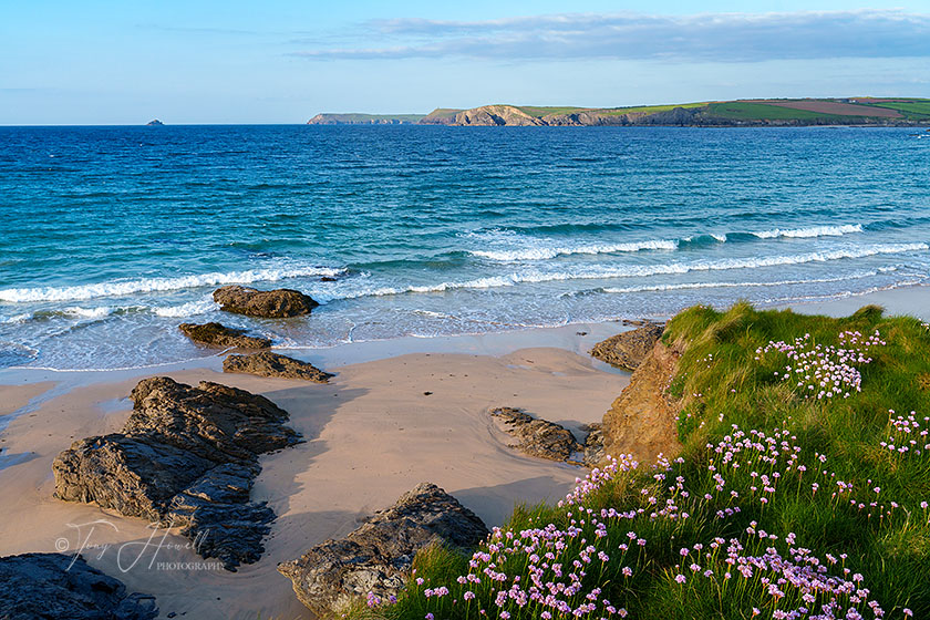 Harlyn Bay, Sea Pinks