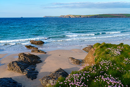 Harlyn-Bay-Sea-Pinks-Cornwall