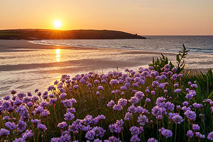 Harlyn-Bay-Sea-Pinks-Cornwall
