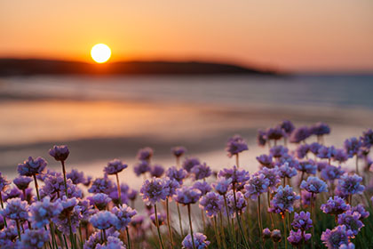 Harlyn-Bay-Sea-Pinks-Cornwall