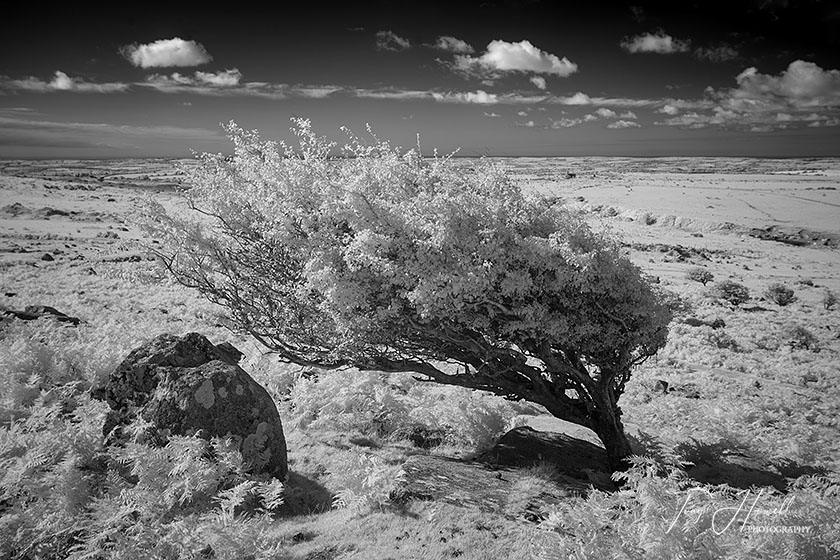 Hawthorn Tree, Bodmin Moor (Infrared Camera, turns foliage white)