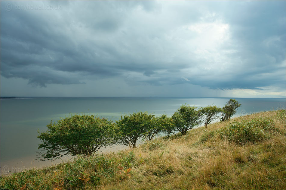 Hawthorn Trees, Brean Down