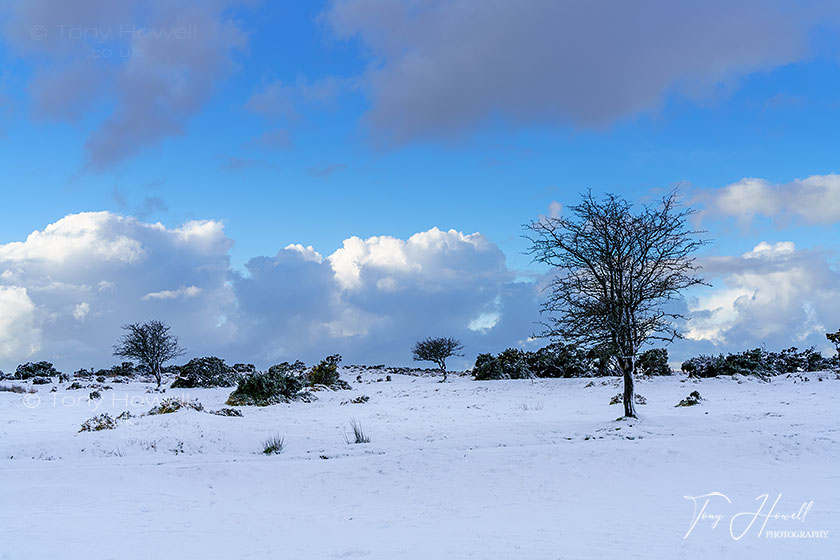 Hawthorn Trees, Snow, Minions, Bodmin Moor