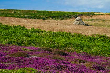 Heather-Lands-End-Cornwall
