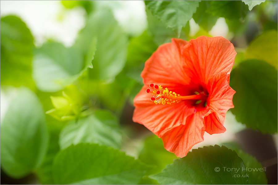 Hibiscus, Orange