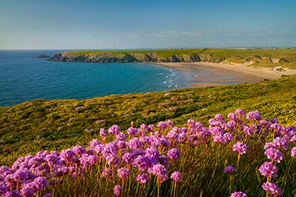 Holywell-Bay-Sea-Pinks-Cornwall
