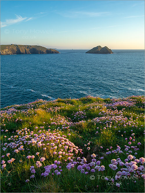 Holywell Bay, Thrift