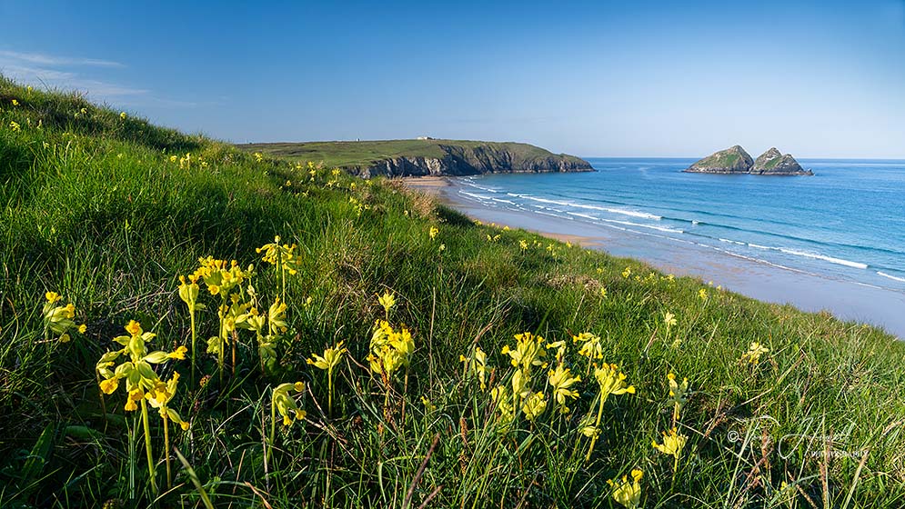 Holywell Bay, Cowslips