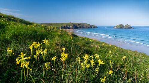 Holywell-Beach-Cowslips-Cornwall