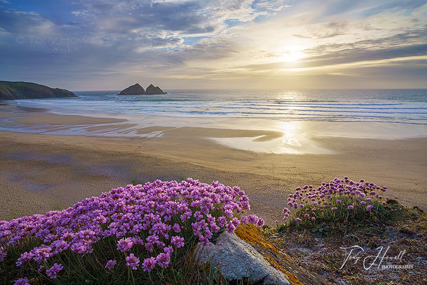 Holywell Beach, Sea Pinks