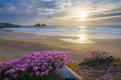 Holywell-Beach-Sea-Pinks-Cornwall