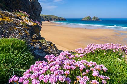 Holywell-Beach-Sea-Pinks-Cornwall