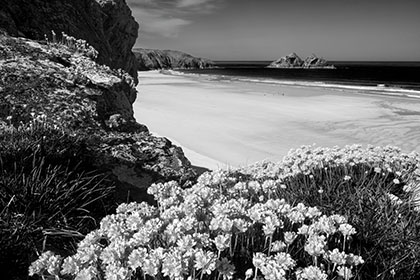 Holywell-Beach-Sea-Pinks-Cornwall