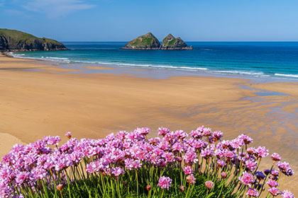 Holywell-Beach-Sea-Pinks-Cornwall