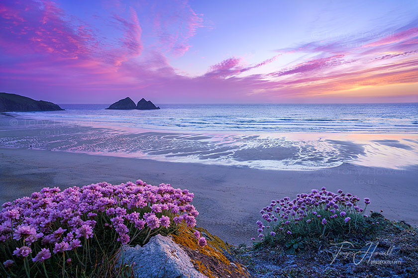 Sea Pinks, Thrift, Holywell Beach, Sunset