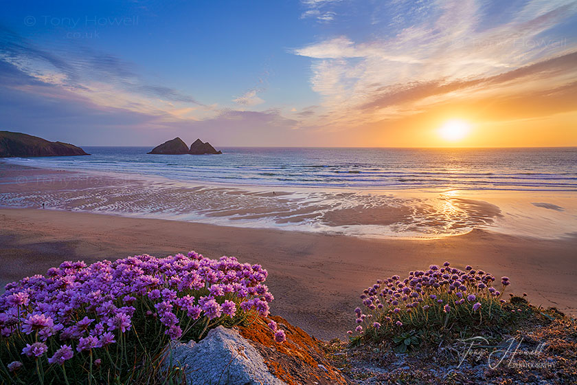 Sea Pinks, Thrift, Holywell Beach, Sunset