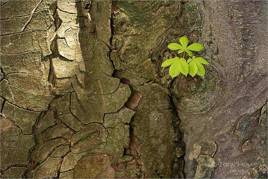 Horse Chestnut Leaves and Bark