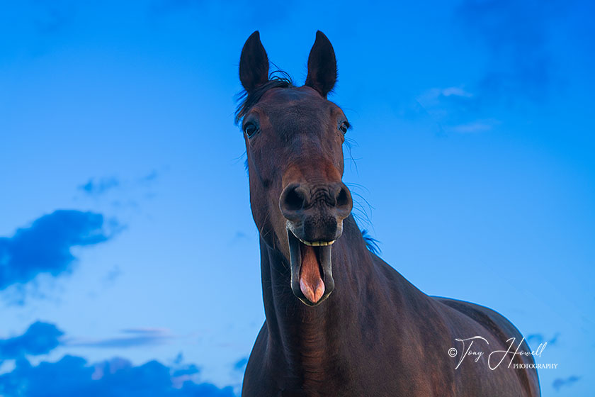 Horse, Laughing, Treen