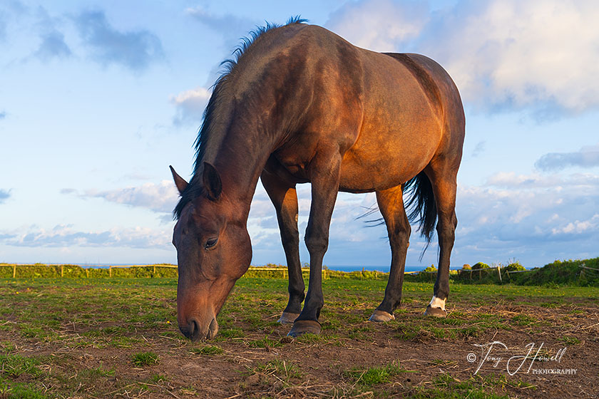 Horse, Treen
