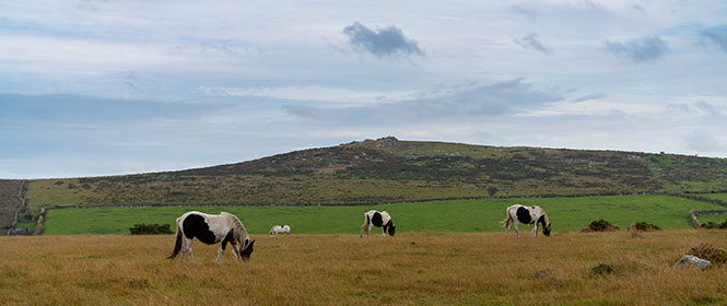 Horses-Hawks-Tor-Bodmin-Moor-Cornwall-AR2246