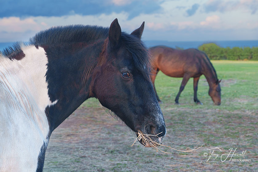 Horses, Treen