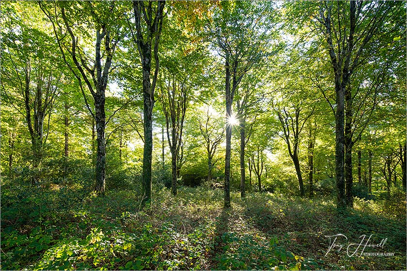 Idless Woods, Beech Trees, Truro