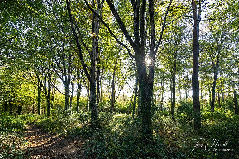 Idless Woods, Beech Trees, Truro