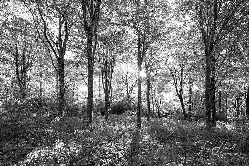 Idless Woods, Pine Trees, Truro