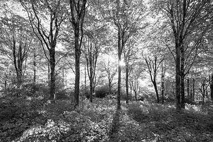 Idless-Woods-Beech-Trees-Truro-Cornwall