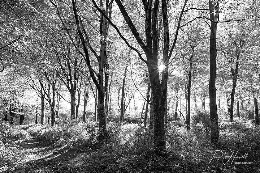 Idless Woods, Pine Trees, Truro