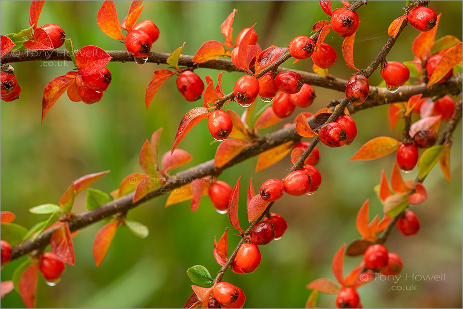 Idless Woods Berries