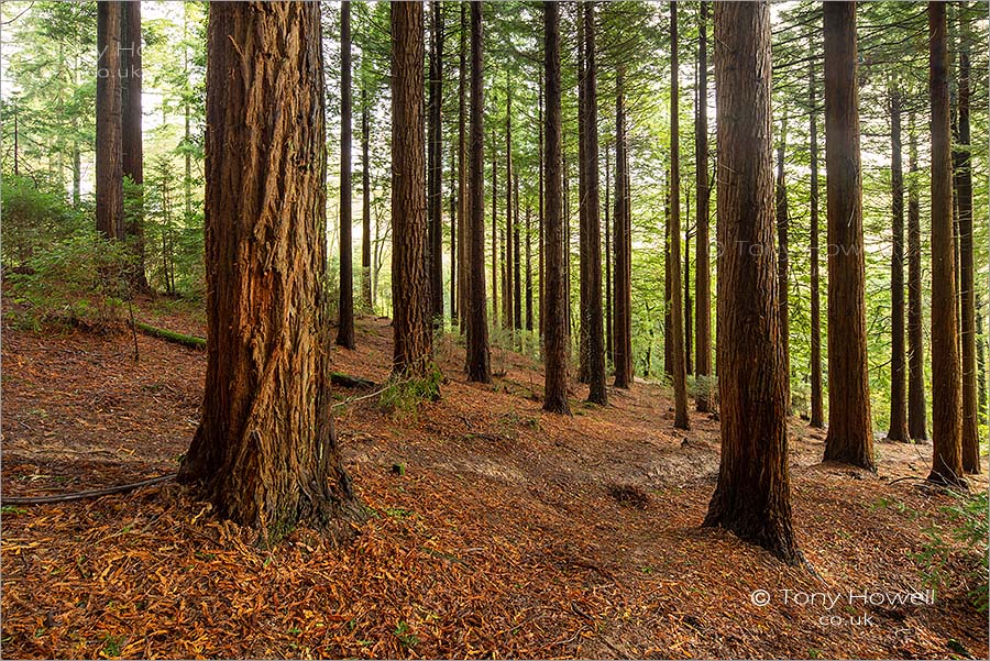 Idless Woods Pine Trees