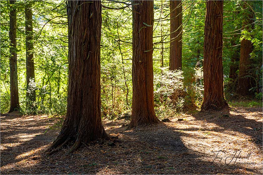 Idless Woods, Pine Trees, Truro