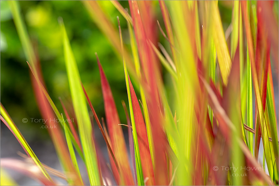 Japanese Blood Grass, Imperata cylindrica