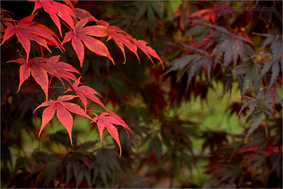 Acer palmatum 