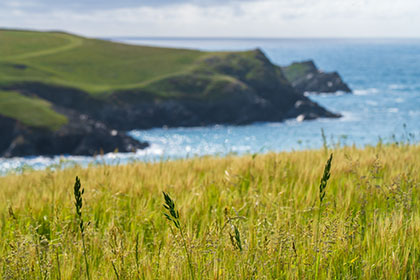 Kelseys-Grasses-West-Pentire-Cornwall-AR3359