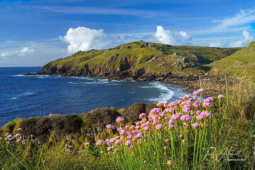 Sea Pinks, Thrift, Kenidjack, Porth Ledden