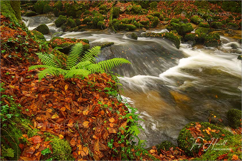 Kennall Vale, Autumn