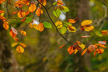 Kennall-Vale-Beech-Leaves-Cornwall